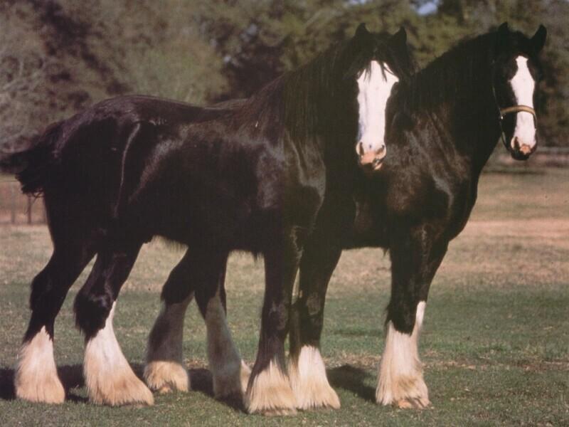 clydesdales.jpg