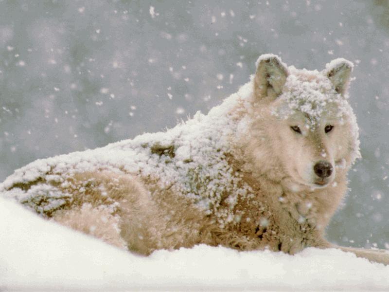 snowwolf.jpg