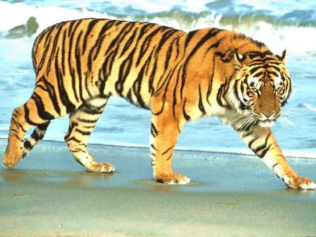 tigeronbeach.jpg