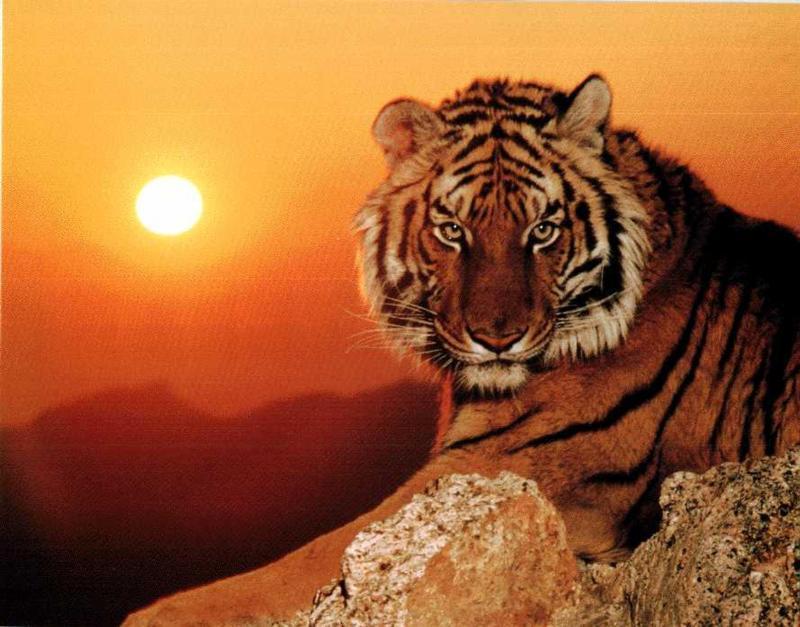 tigersunset.jpg