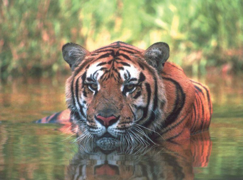 tigerswimming.jpg
